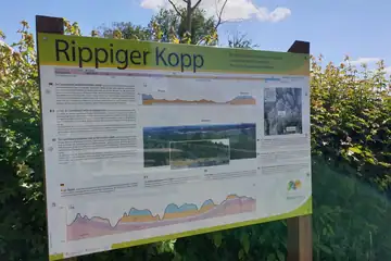 Rippeger Kopp